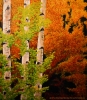 Autumn Aspens SOLD